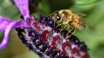 Bee & Hyssop, photograph by Leha Carpenter