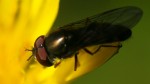 Miner Bee, photograph by Leha Carpenter