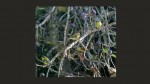 Finches & Figs, photograph by Leha Carpenter