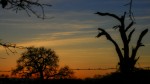 Dead Oak Dusk, photograph by Leha Carpenter