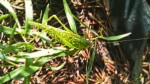 Grasshopper, photograph by Leha Carpenter