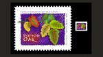Toxicodendron diversilobum, graphic design by Leha Carpenter