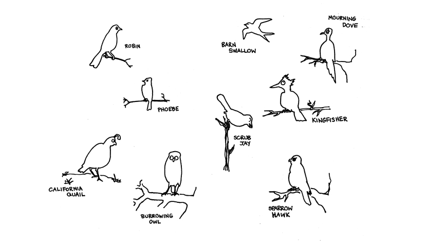 Birds, drawing by Leha Carpenter
