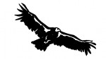 Vulture, brush drawing by Leha Carpenter